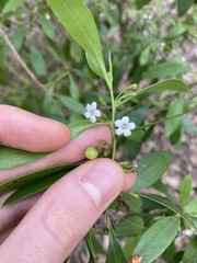 Myoporum boninense