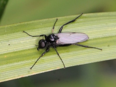Bibio leucopterus