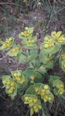 Euphorbia serrata