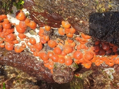 Metandrocarpa