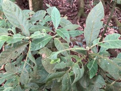 Psychotria loniceroides