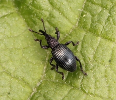 Ceratapion onopordi