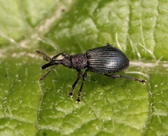 Ceratapion onopordi