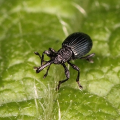 Ceratapion onopordi