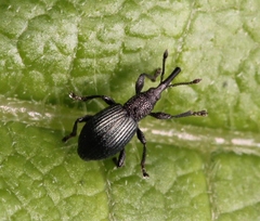 Ceratapion onopordi