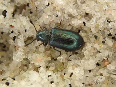 Necrobia violacea