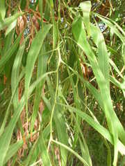Fabaceae
