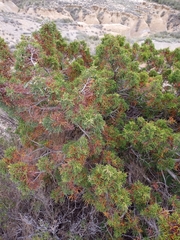 Juniperus phoenicea