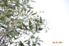 Eucalyptus saligna