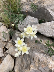 Thalictrum tuberosum