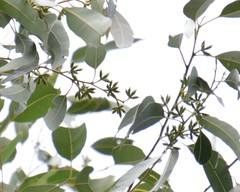 Eucalyptus saligna