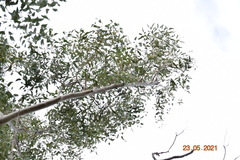 Eucalyptus saligna