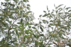 Eucalyptus saligna