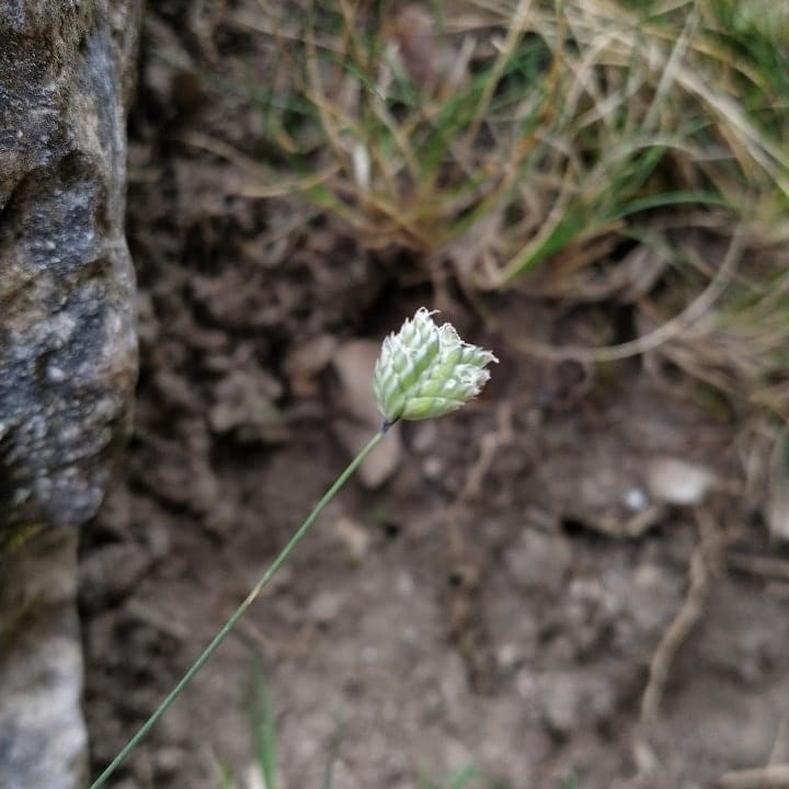 Oreochloa confusa