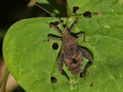 Acanthocoris scabrator