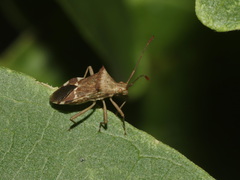 Cletomorpha benita
