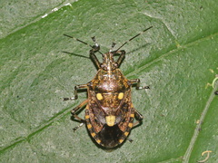 Dalpada oculata