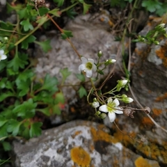 Saxifraga cuneata