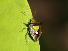 Carbula scutellata