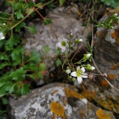 Saxifraga cuneata