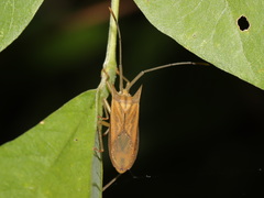 Fracastorius cornutus