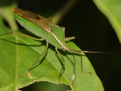 Homoeocerus angulatus