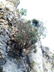 Brachyglottis monroi