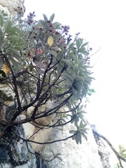 Brachyglottis monroi