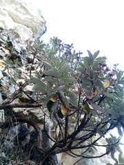 Brachyglottis monroi