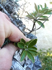 Brachyglottis monroi