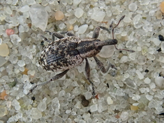 Hypera conmaculata