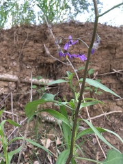 Solanum dulcamara