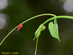 Paratrichius diversicolor