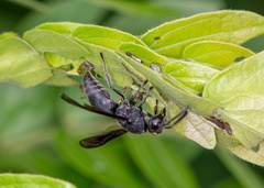 Allorhynchium chinense