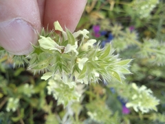Stachys ocymastrum