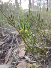 Acacia bynoeana