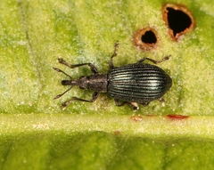 Perapion hydrolapathi