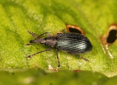 Perapion hydrolapathi
