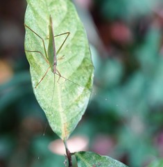 Phaneroptera nigroantennata