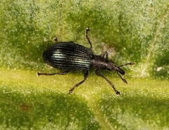 Perapion hydrolapathi