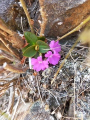 Primula pedemontana