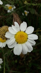 Anthemis cotula