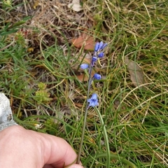 Brimeura amethystina