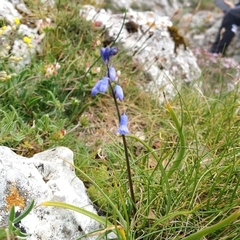Brimeura amethystina