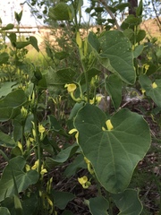 Aristolochia clematitis