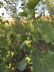 Aristolochia clematitis