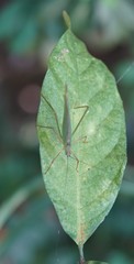 Phaneroptera nigroantennata