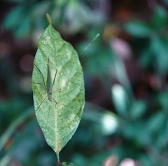 Phaneroptera nigroantennata