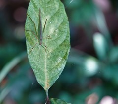 Phaneroptera nigroantennata