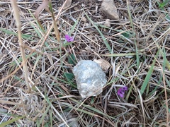 Pinguicula moranensis